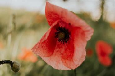 Remembrance Day Stat - No School in Session