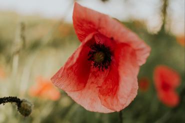 Poppy