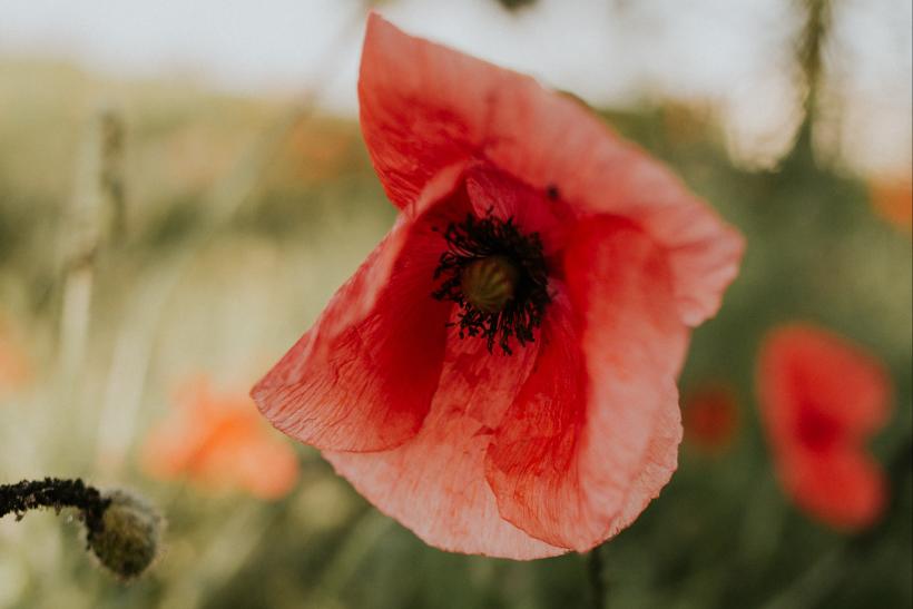 Poppy